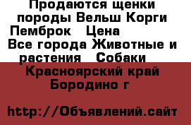 Продаются щенки породы Вельш Корги Пемброк › Цена ­ 40 000 - Все города Животные и растения » Собаки   . Красноярский край,Бородино г.